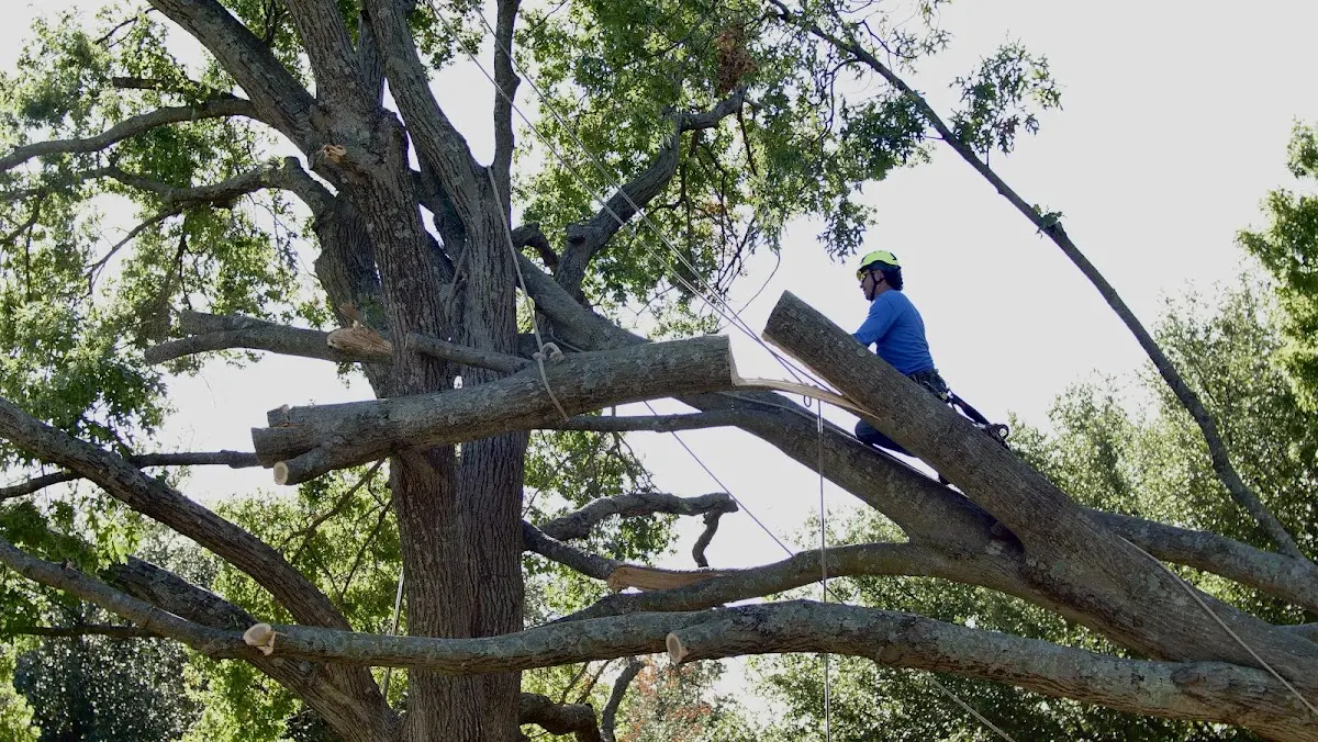 Professional Crown Thinning performed by certified arborists in Ninole