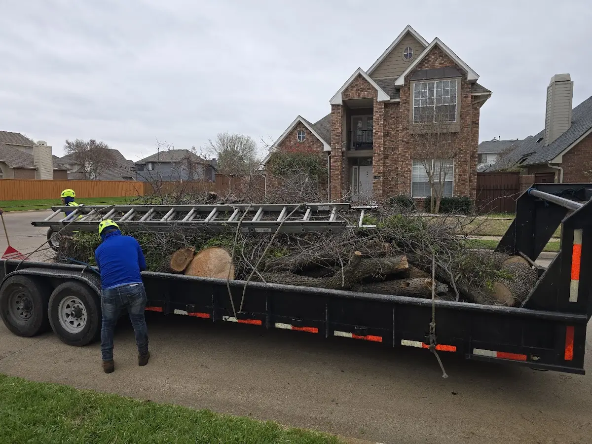 Expert Tree Removal with proper safety equipment in Ninole